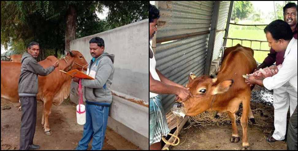 Garhwal Khurpaka disease: Khurpaka disease in animals in garhwal