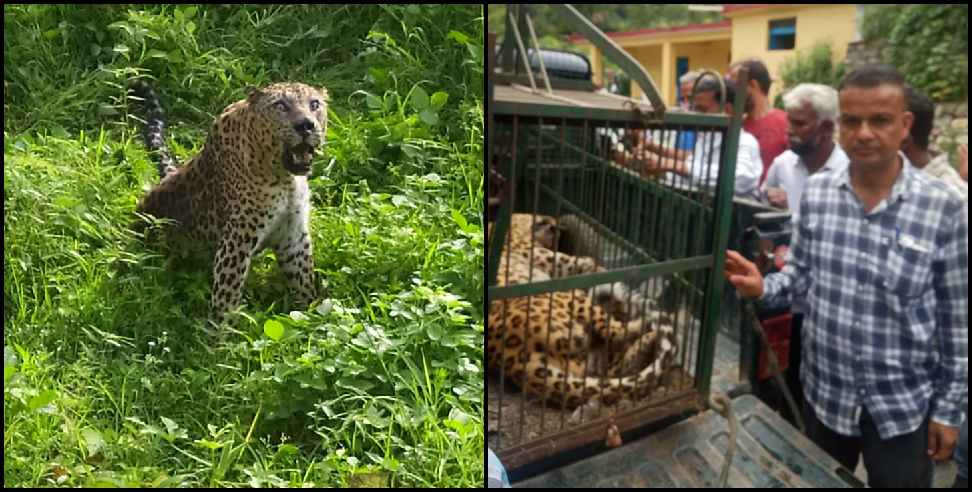 Uttarakhand Guldar: Guldar Captured in cage in Almora