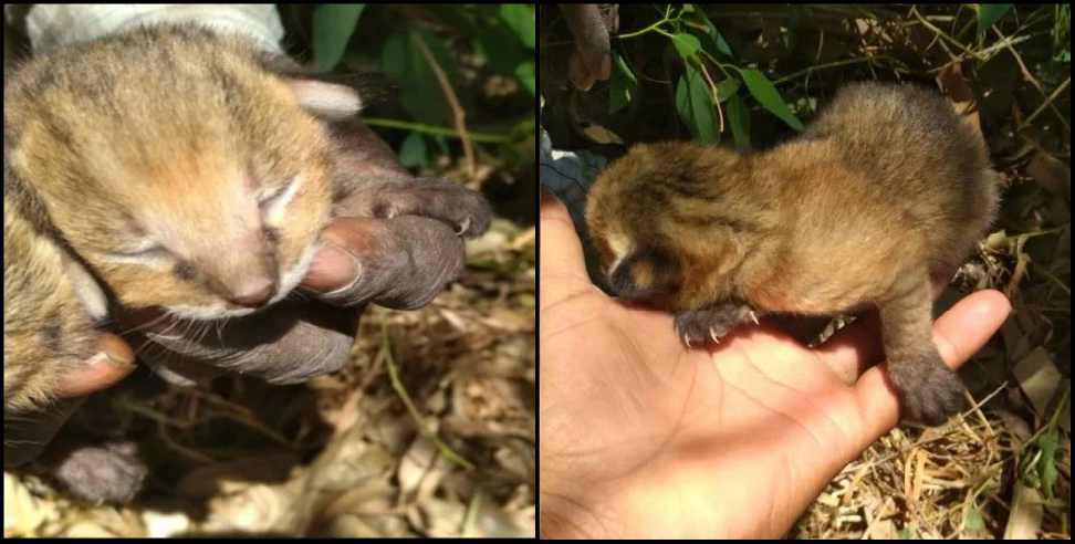 Udham Singh Nagar News: Udham singh nagar 4 wild cat cub found in field