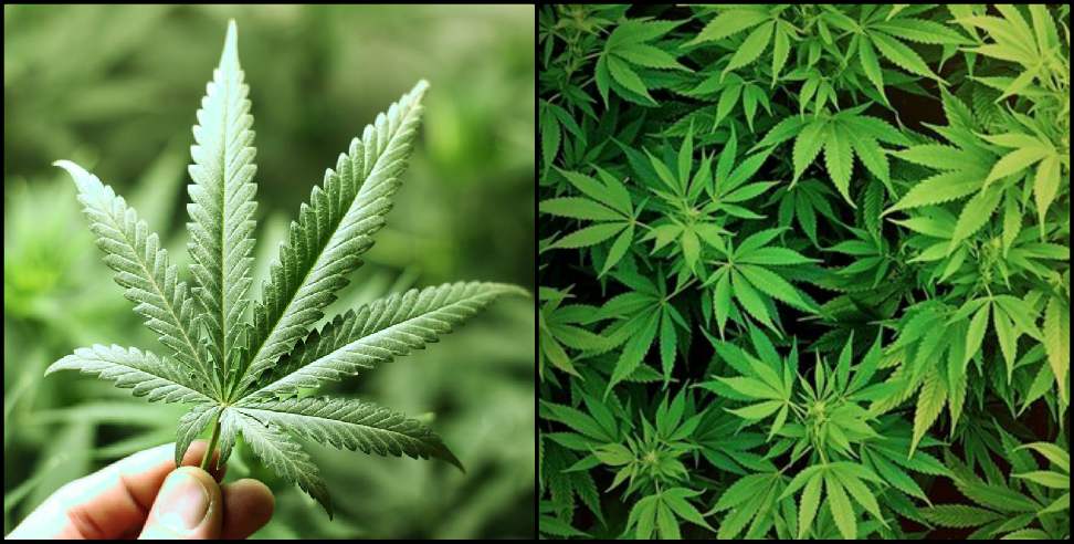 Bageshwar News: License to cultivate cannabis in Bageshwar