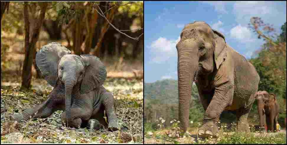 Elephants in Uttarakhand: Do not call elephants crazy or riotous order of central government