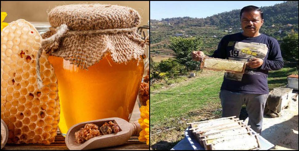 Champawat News: Champawat Harish Joshi Honey Production