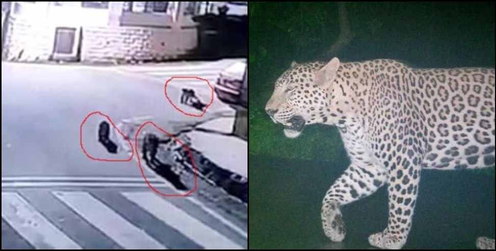 dehradun guldar: Dehradun Balawala Tunwala Miyanwala Leopard