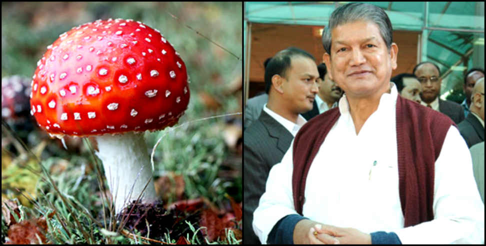 उत्तराखंड: Harish rawat mushroom party
