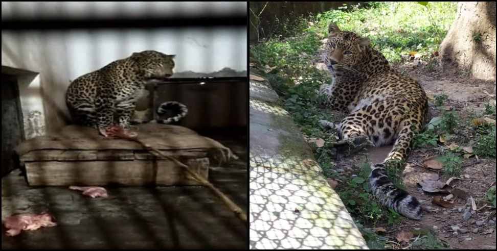 uttarakhand 9 leopard life imprisonment: Life imprisonment for 9 leopards in Uttarakhand Chidiyapur