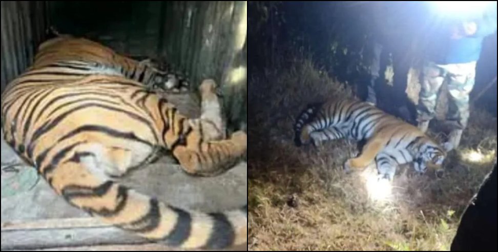 Nainital News: Man eater tiger caught in nainital sent to rescue center