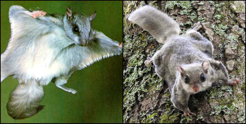 Uttarakhand Gangotri National Park: Flying squirrel seen in Uttarakhand