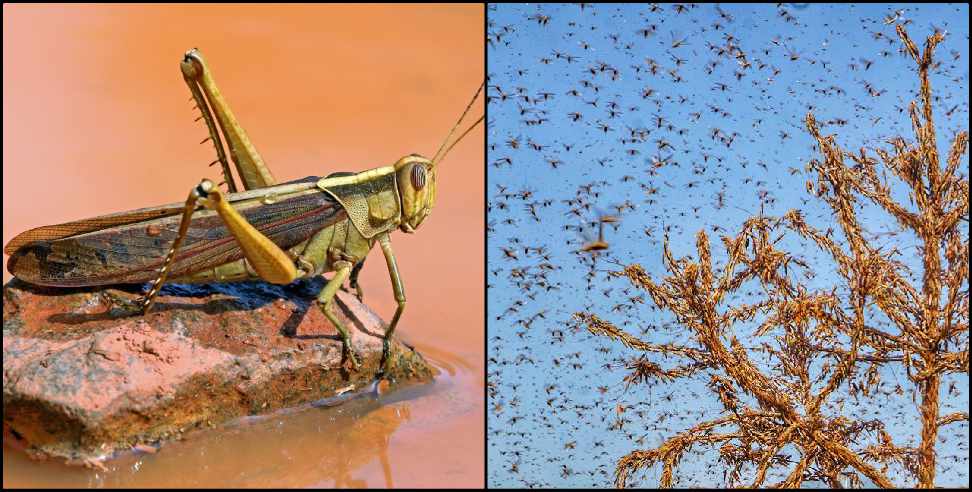 locust Uttarakhand: Locust Team Uttarakhand Alert