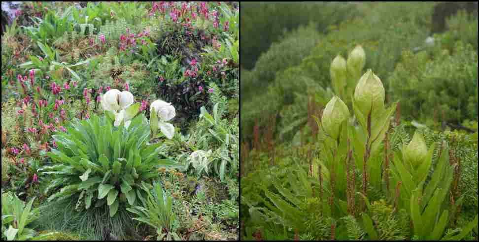 Brahma Kamal blooms prematurely in Kedarnath