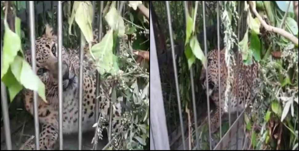 Pithoragarh Leopard: Man eater leopard caught in cage in pithoragarh
