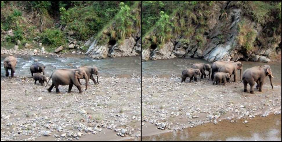 Kotdwar elephant: Elephant with family in Kotdwar