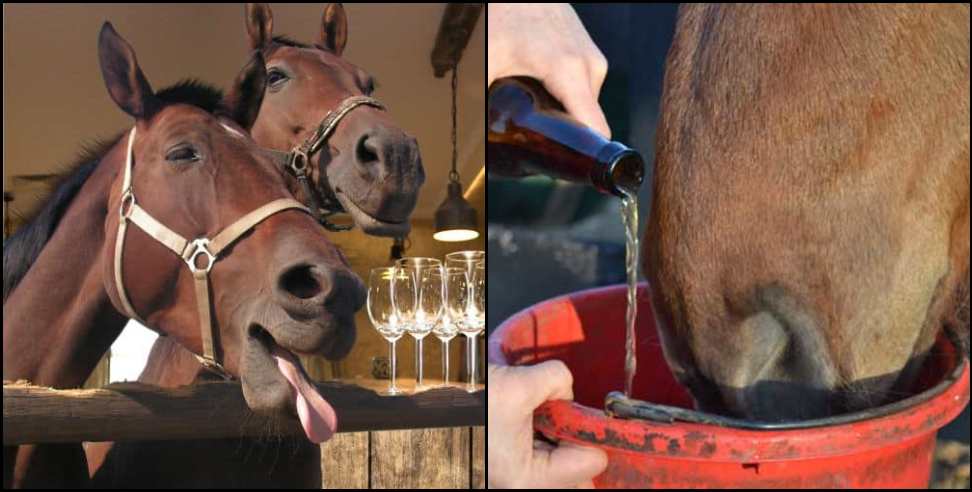 Horse Having Brandy Rum: Horse drinking brandy and rum in Nainital cold