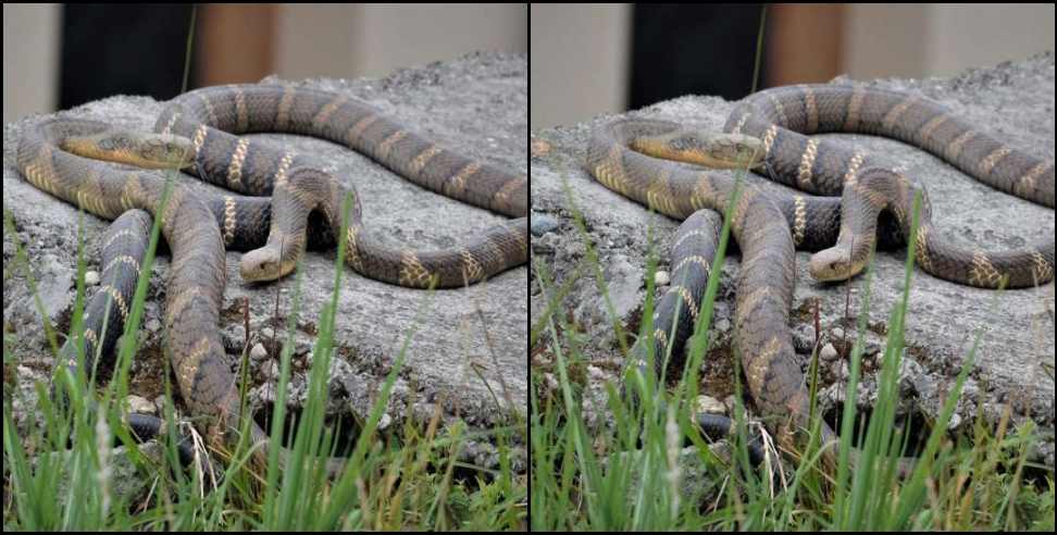 Uttarakhand King Cobra: King cobra mating in the forest of Uttarakhand