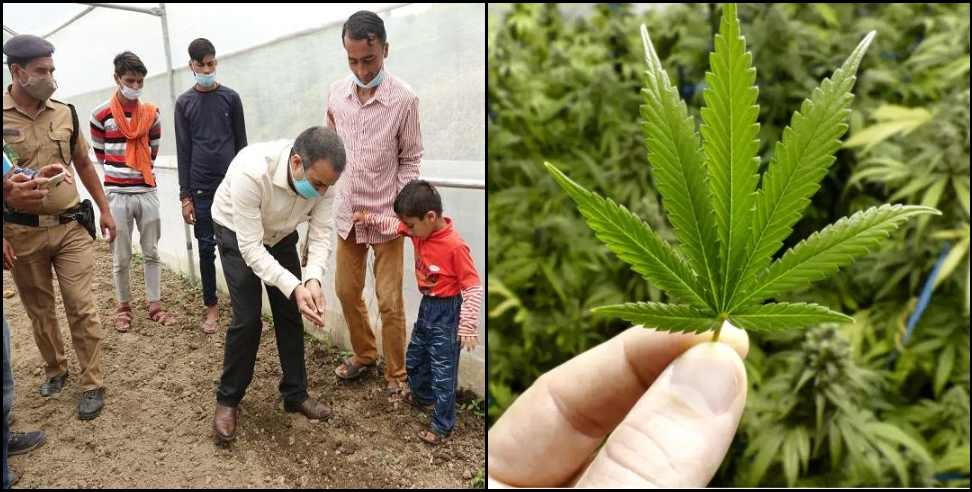 Hemp Cultivation Uttarakhand: Start of cannabis cultivation in Bageshwar