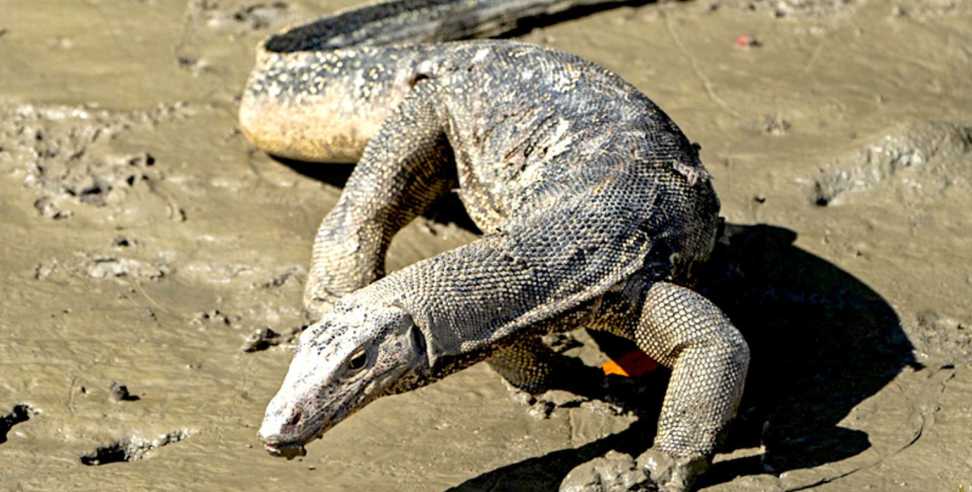 YouTuber arrested: YouTuber arrested with monitor lizard parts