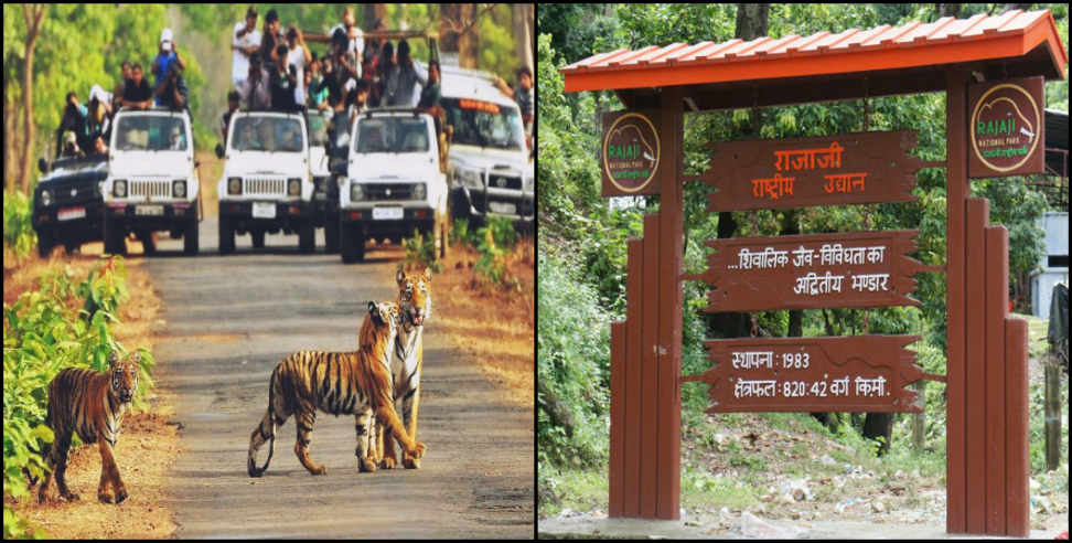 Haridwar: Tourists have thronged in rajaji tiger reserve haridwar