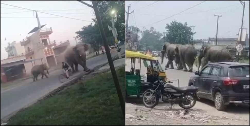 elephants came on Haridwar Laksar National Highway