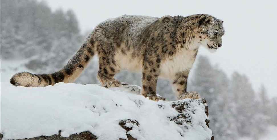 Snow leopard uttarakhand: Population of snow leopard increasing in uttarakhand