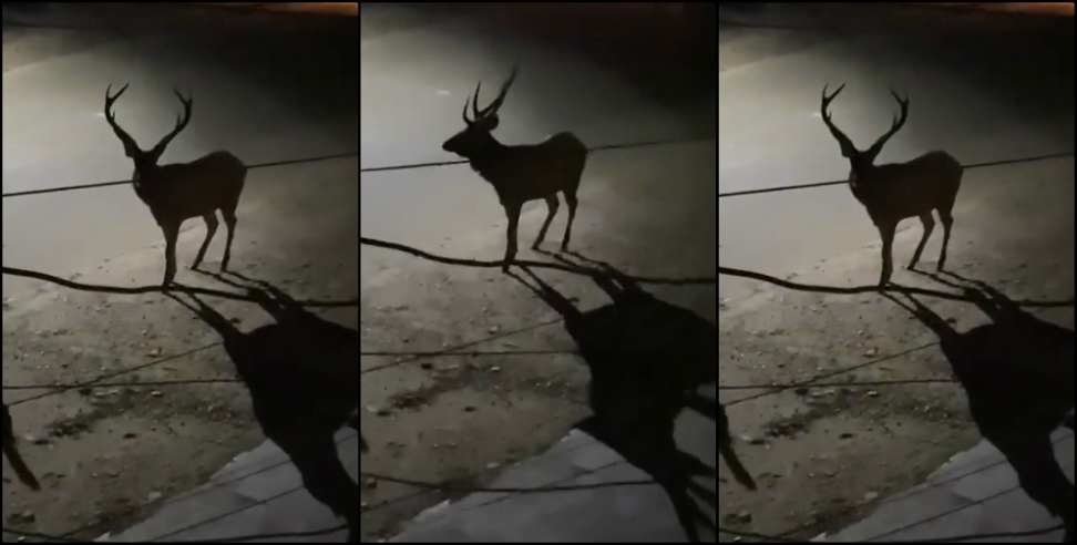 Coronavirus Uttarakhand: Coronavirus Uttarakhand:Uttarakhand lockdown Deer come out onto haridwar Roads