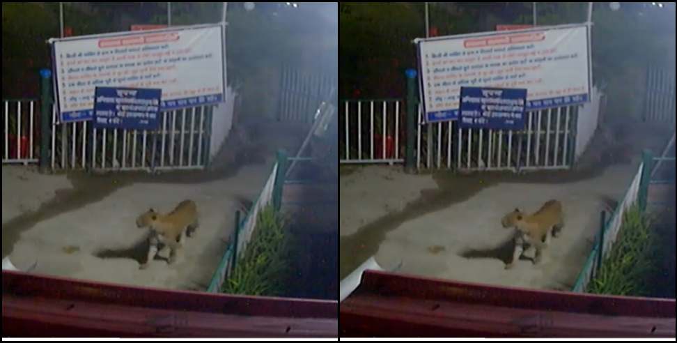 Pauri Garhwal News: Leopard seen in CCTV in Pauri Garhwal