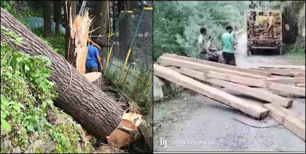 Dehradun Chakrata Kanasar Range: Deodar trees cut illegally in Chakrata Kanasar Range