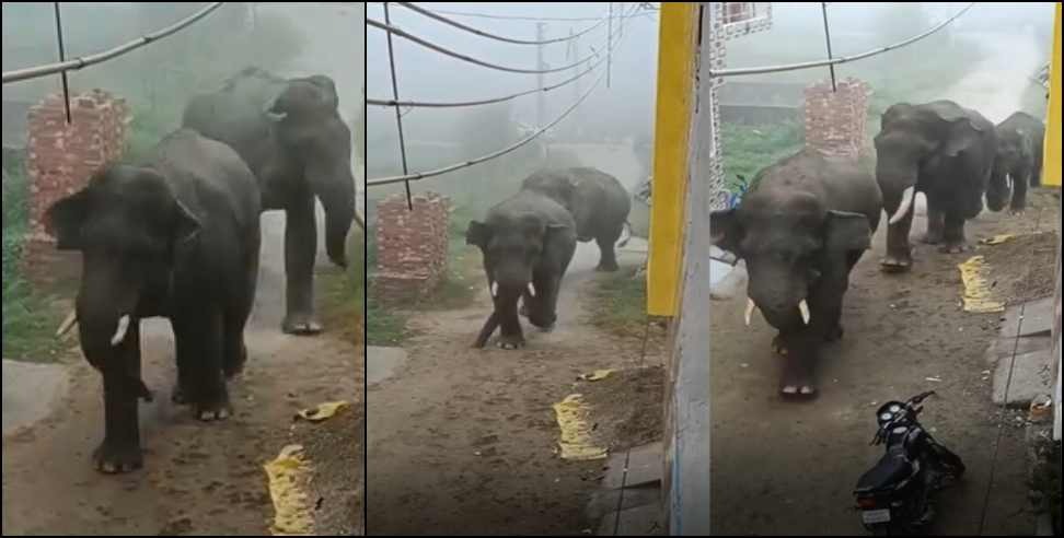 Haridwar Elephant: Elephants in Haridwar Misrpur Jagdishpur Colonies