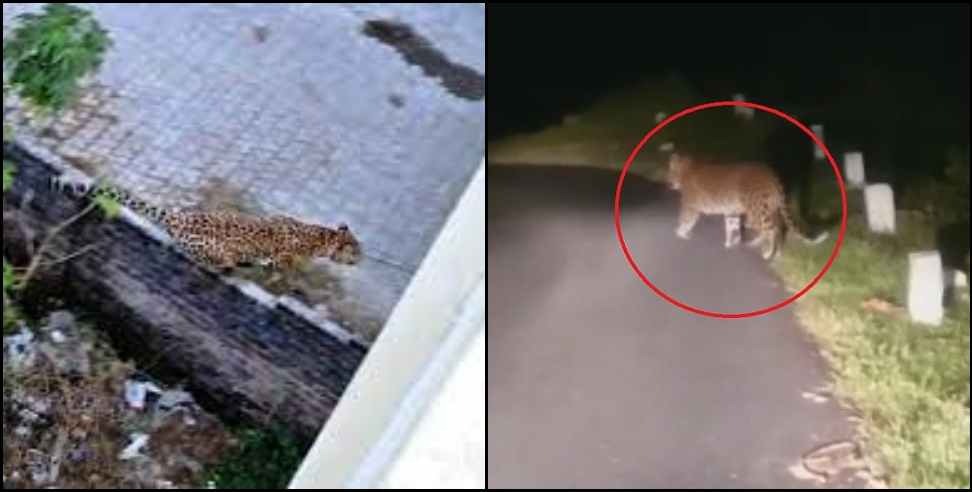 uttarakhand leopard tiger : Leopards are running towards the city due to fear of tiger in Uttarakhand