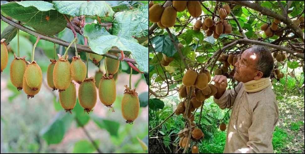 Bageshwar Kiwi Farming: Farmers in Bageshwar are earning good income from kiwi farming