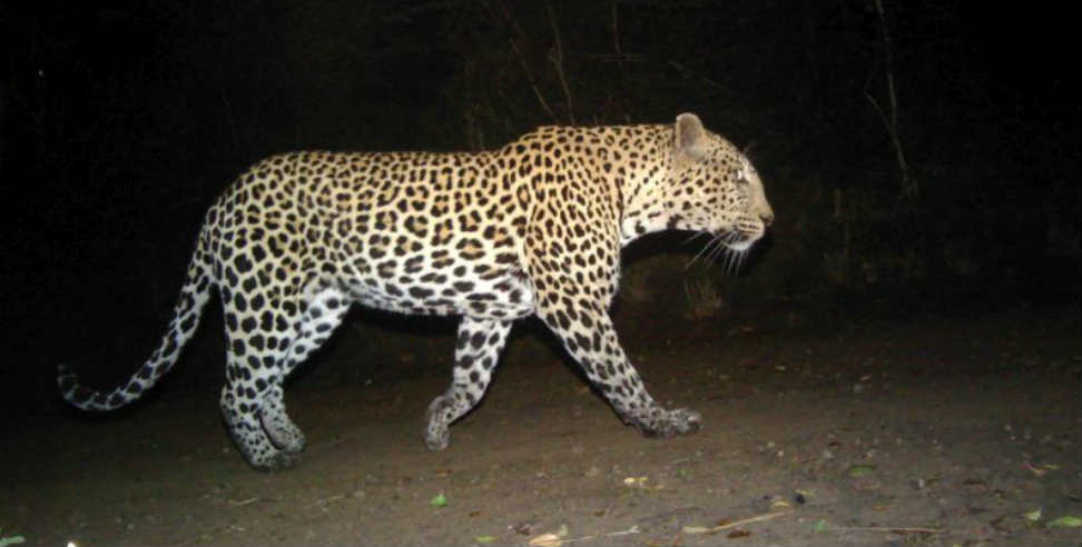 उत्तराखंड: leopard in doon university says report