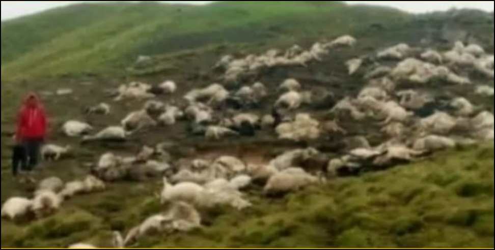 Bageshwar thunderstorm : Lightning in Bageshwar 400 goats dead