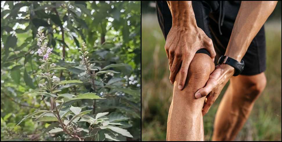 paralysis joint pain home remedy: Uttarakhand Simai plant home remedy for paralysis joint pain