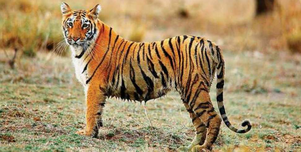Rajaji National Park tigress: Tigress missing in Rajaji National Park