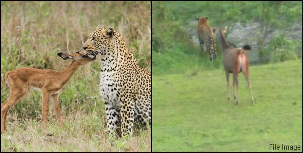 Corbett National Park tiger video: Tiger walking near by deer in Corbett National Park