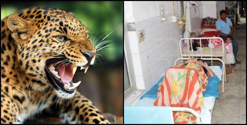 Haldwani News: Leopard fear in Haldwani