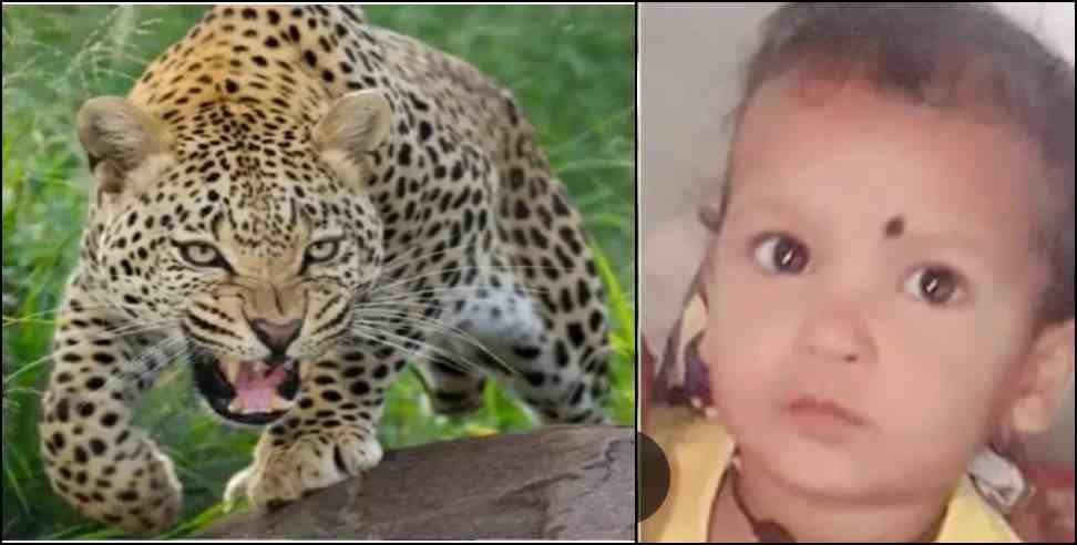 Kaladhungi Leopard Attack: Leopard attack on 5 year old girl Gauri in Nainital Kaladhungi