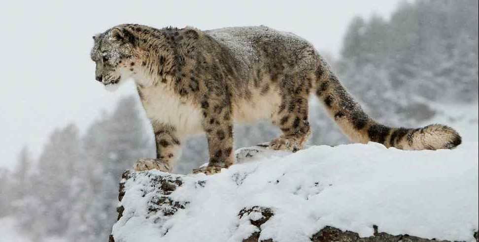 Snow leopard in Uttarakhand: Pictures of Snow leopard from Nanda Devi National Park