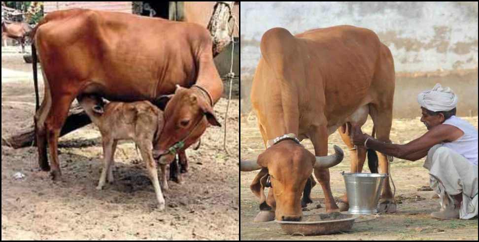 Uttarakhand cow milk: Benefits of pahadi cow milk of uttarakhand
