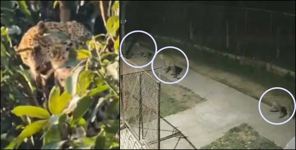 Almora leopard news: Three leopards seen Together in Matela Almora