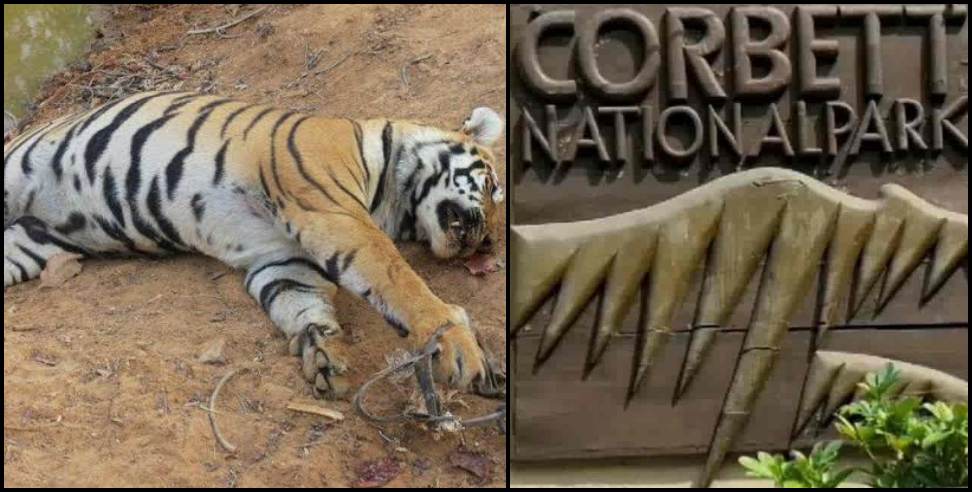 Female Tiger death Dhela Rescue Center: Female tiger dies in Dhela Rescue Center