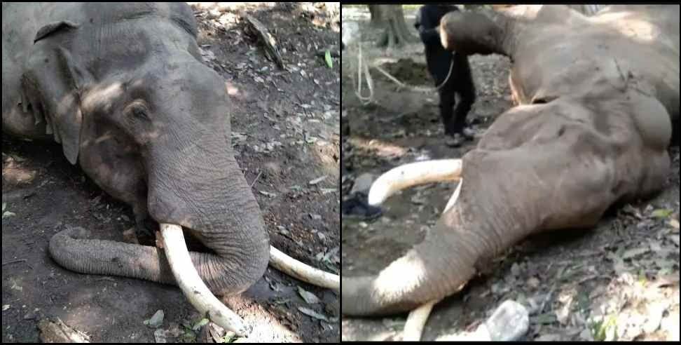 rajaji national park elephant fight: Fight between two elephants in Rajaji National Park