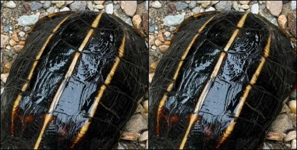 Three Striped Hill Turtle: Rare Three-Striped Hill Turtle Spotted in Dehradun