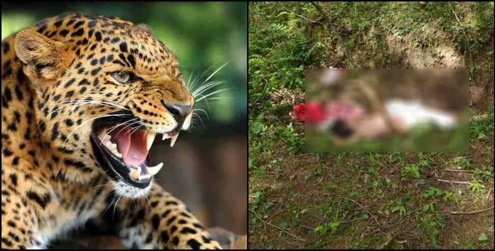 Leopard: Leopard attack on Dhanuli Devi of Haldwani Bhaduyni village
