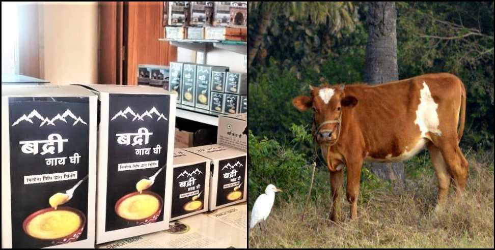 Uttarakhand Badri cow: Uttarakhand Badri Cow Ghee