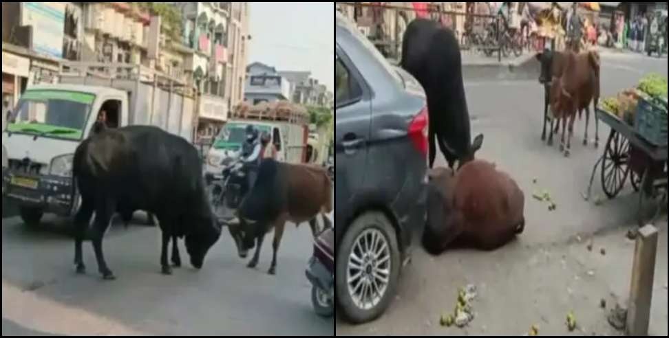 lalkuan railway tiraha bull fighting video: Video of two bull fighting at Lalkuan railway tiraha