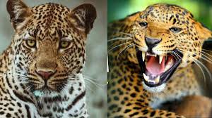 Leopard attack school closed: Night curfew declared in Guldar affected areas