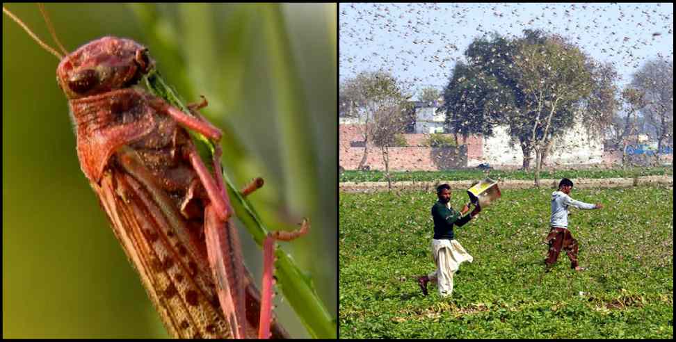 Locust attack Uttarakhand: Alert issued on Locust attack uttarakhand