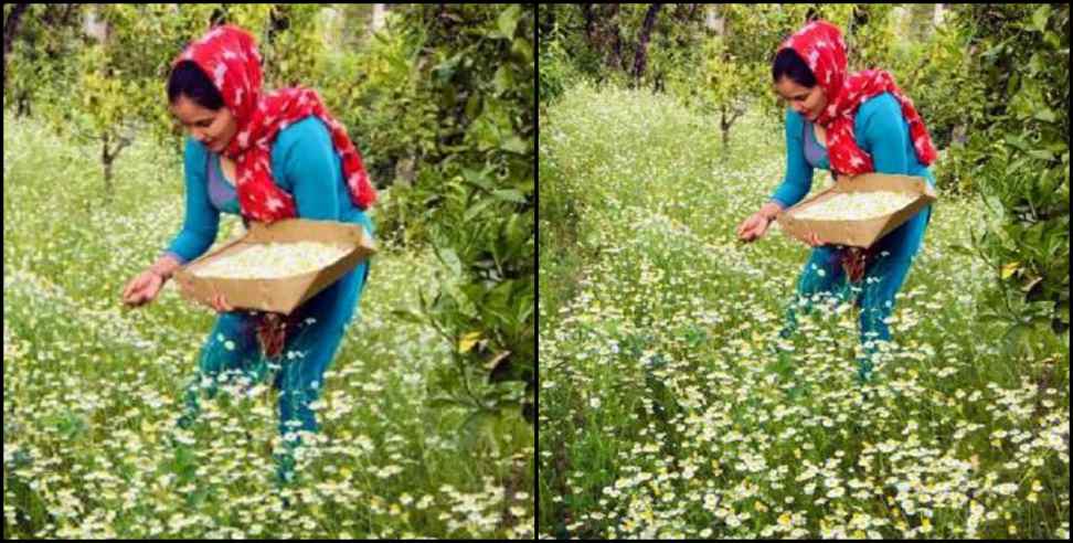 Rama Bisht Haldwani: Haldwani Rama Bisht Herbs Cultivation