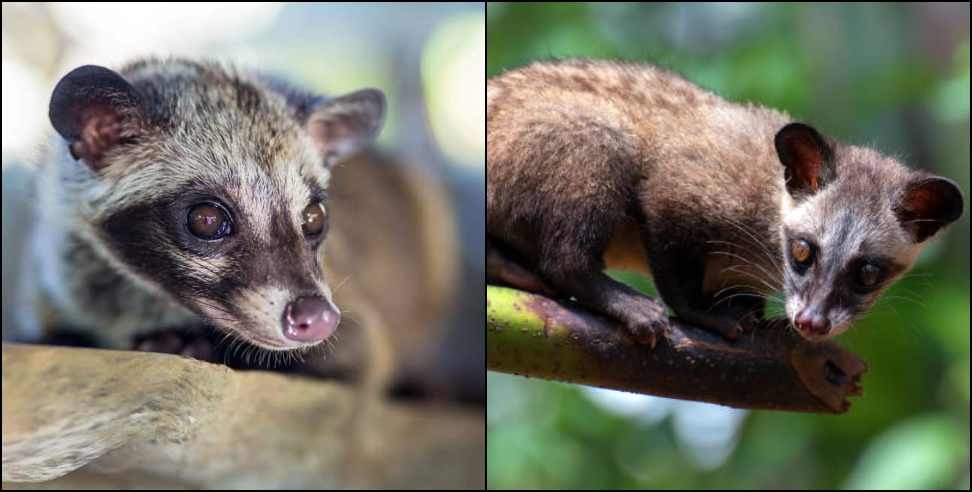 Uttarakhand Palm Civet: Rare palm civet seen in Uttarakhand Munsiyari