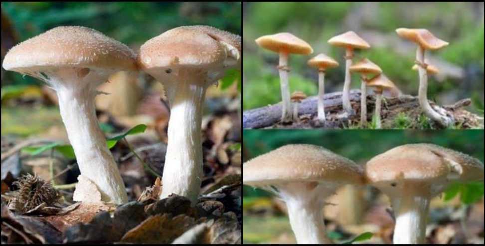 Wild Mushroom Poisoning: Three Hospitalized After Eating Wild Mushrooms in Almora