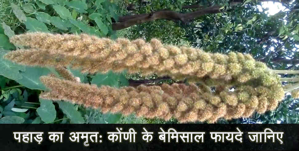 jhangora: benefits of kauni crops 